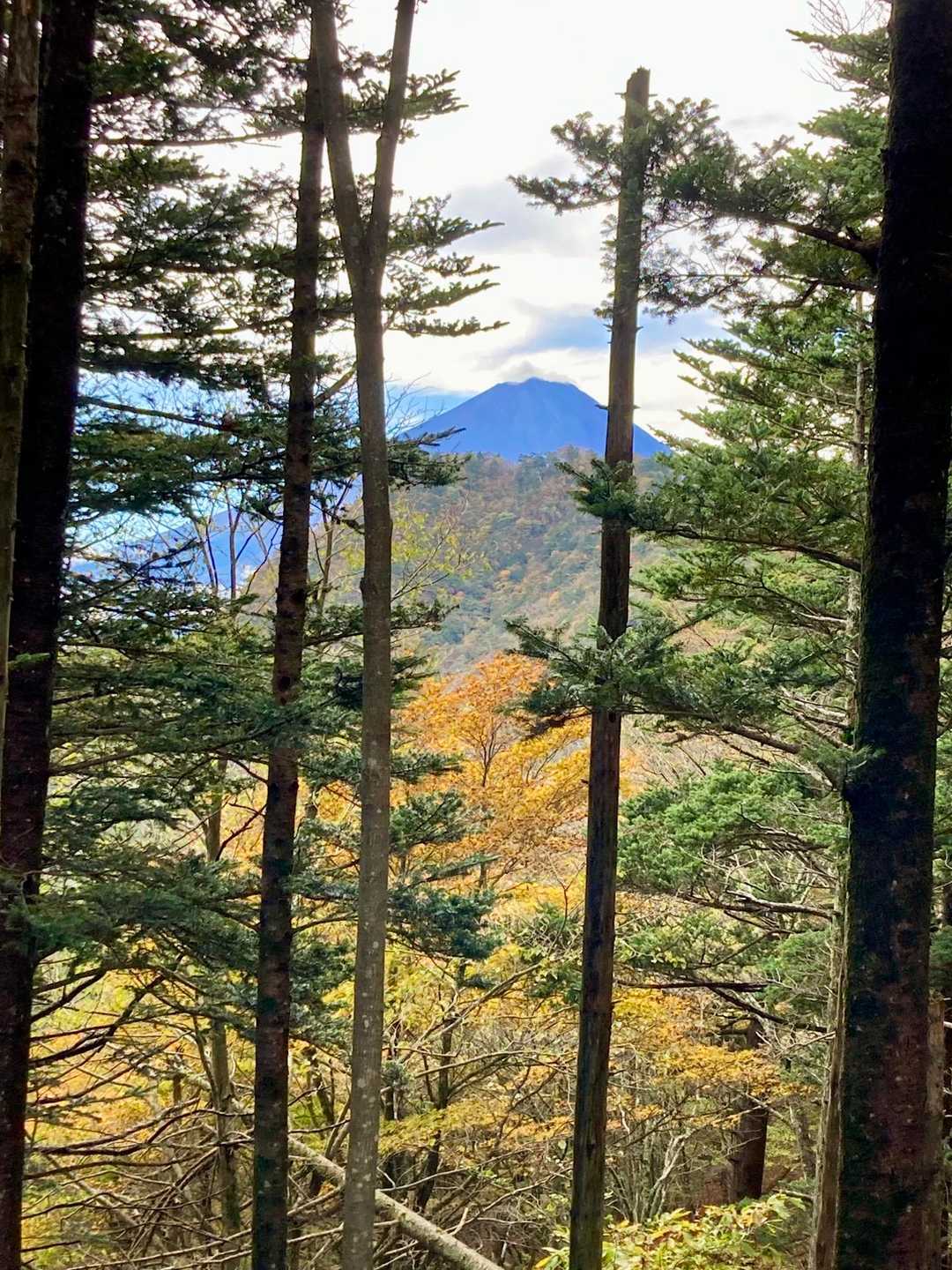 まだ青いカラマツの向こうに富士山