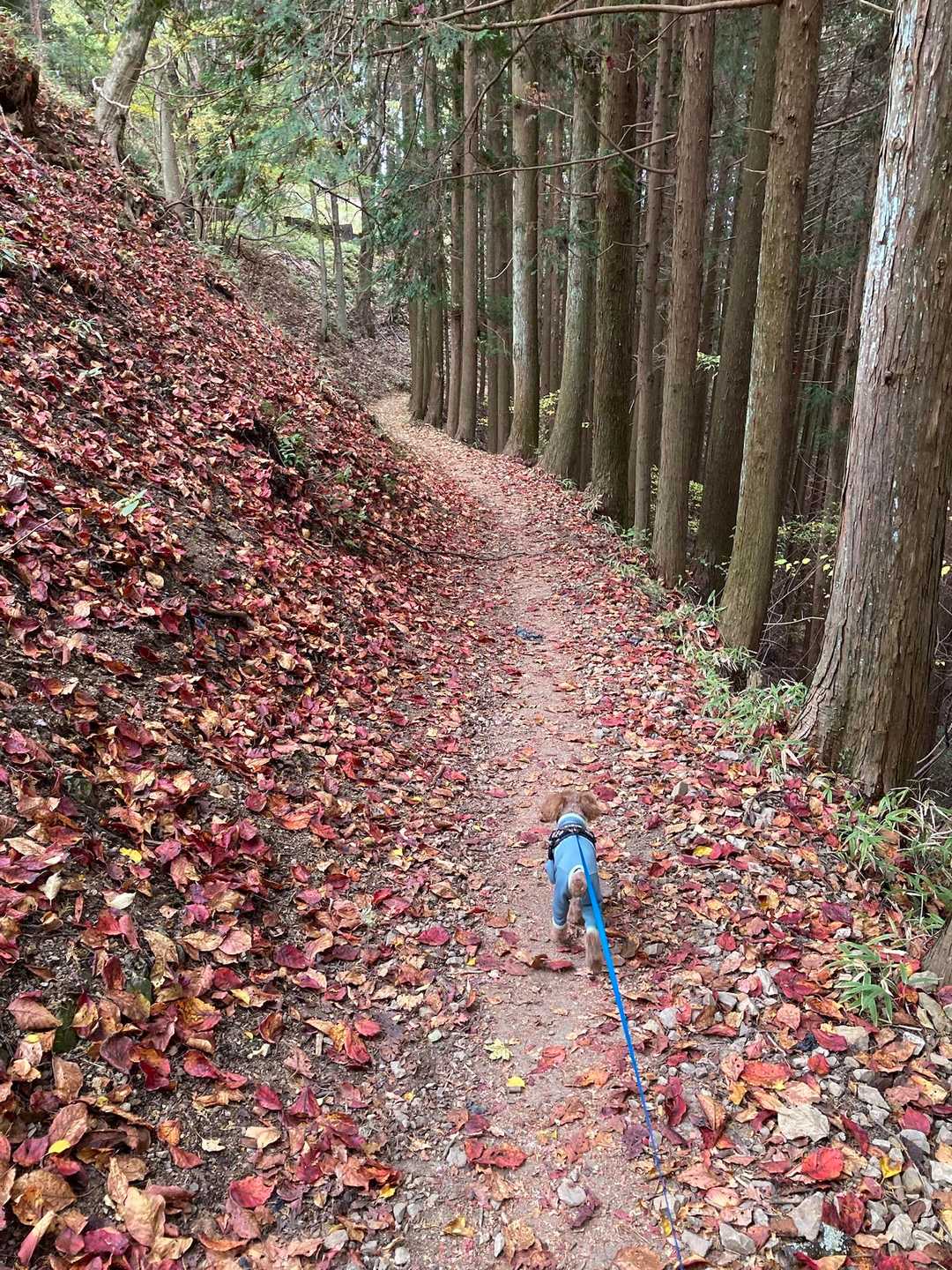 下も赤い