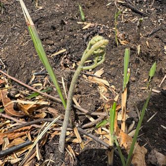 蕨がたくさん🙌なので最後は蕨狩り🤣