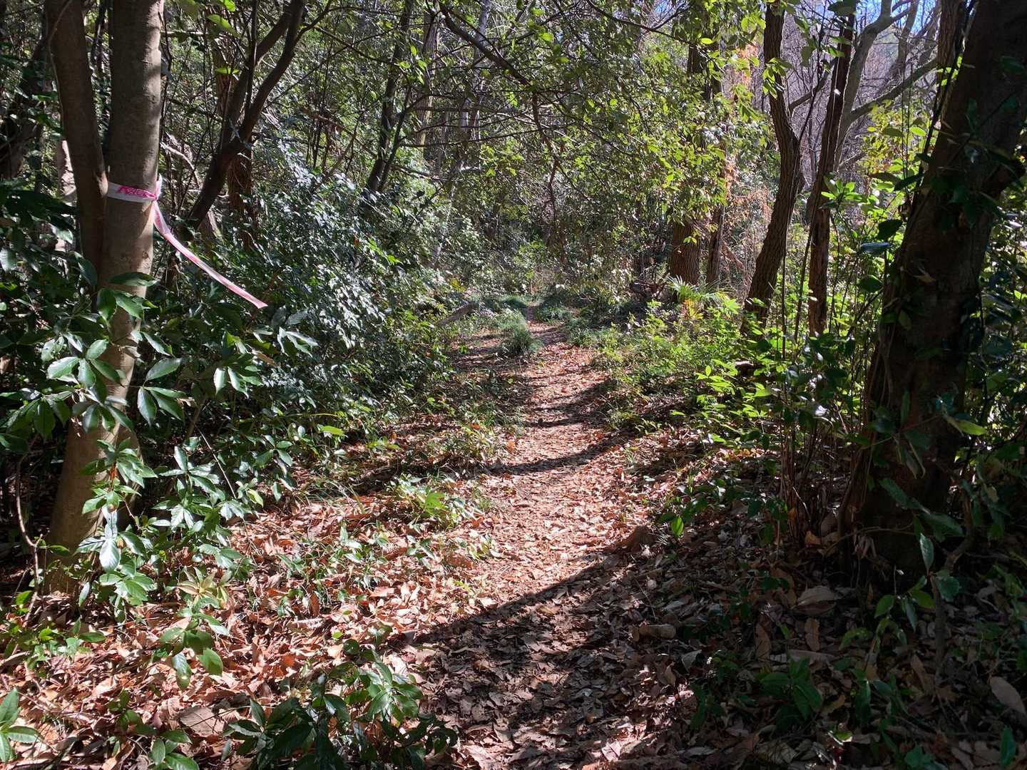 鷹巣山-洞山-野一色権現山-三峰山-岩田山-舟伏山-西山- 周回コースの写真