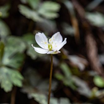 南高尾のニリンソウ群生地はまだ早かった…