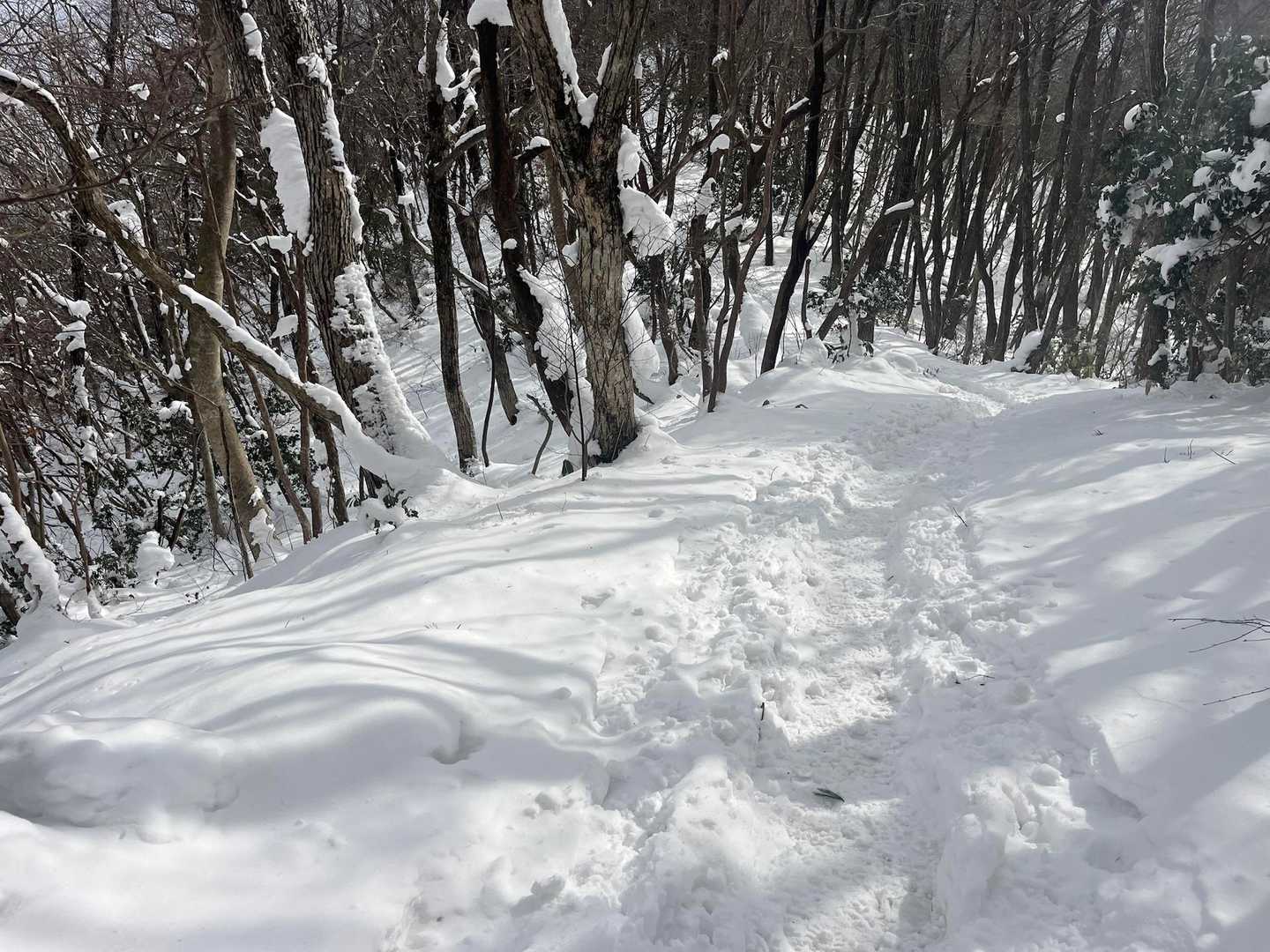 龍頭山登山口-龍頭山 往復コースの写真