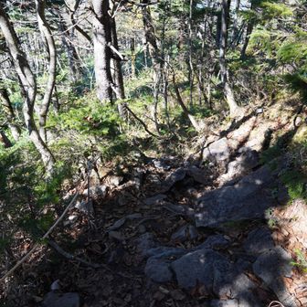 ここから先がジメジメした急坂だというのは覚えていて実際そのとおりだったのだが、記憶していたよりも全然長く感じた。