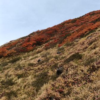 でも紅葉はキレイ