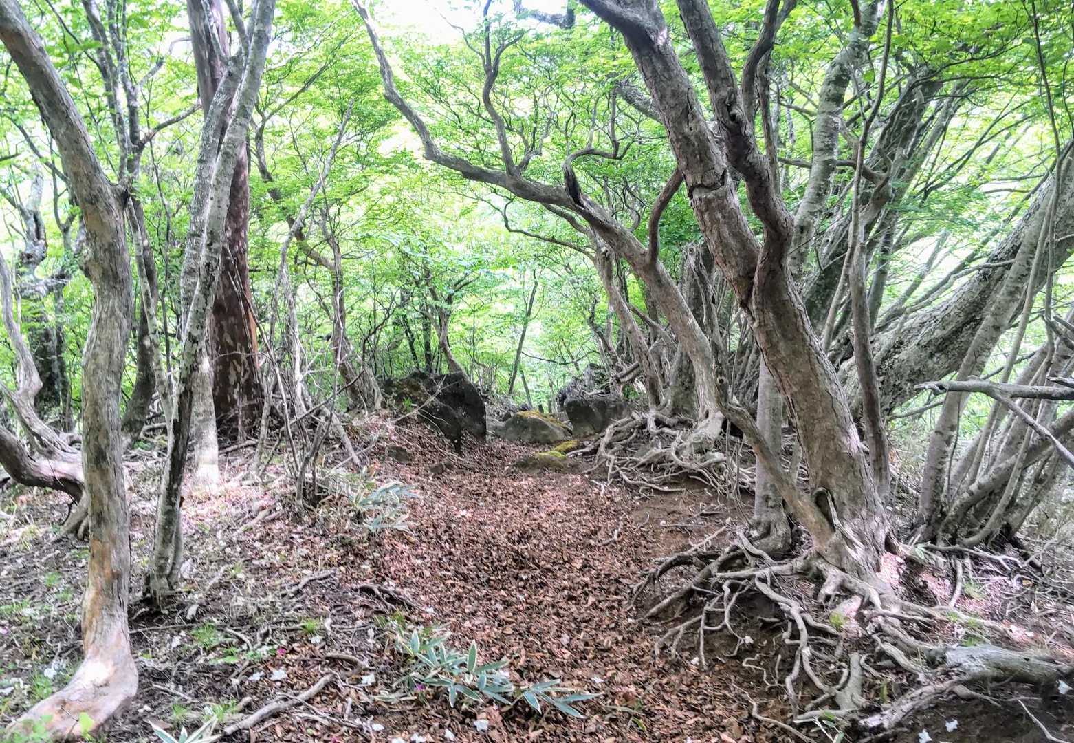 写真では分かりにくいシロヤシオのトンネル