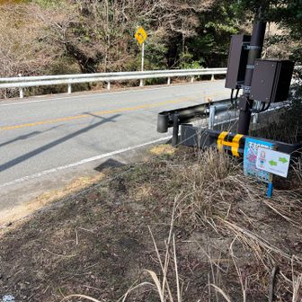 舗装路にでます