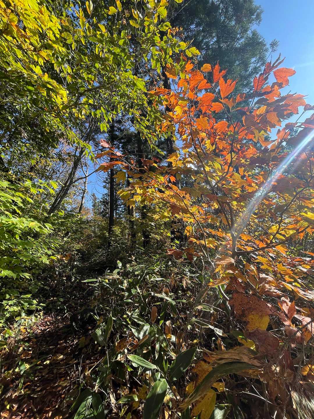紅葉🍁