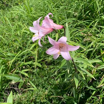 fjord（フィヨルド）