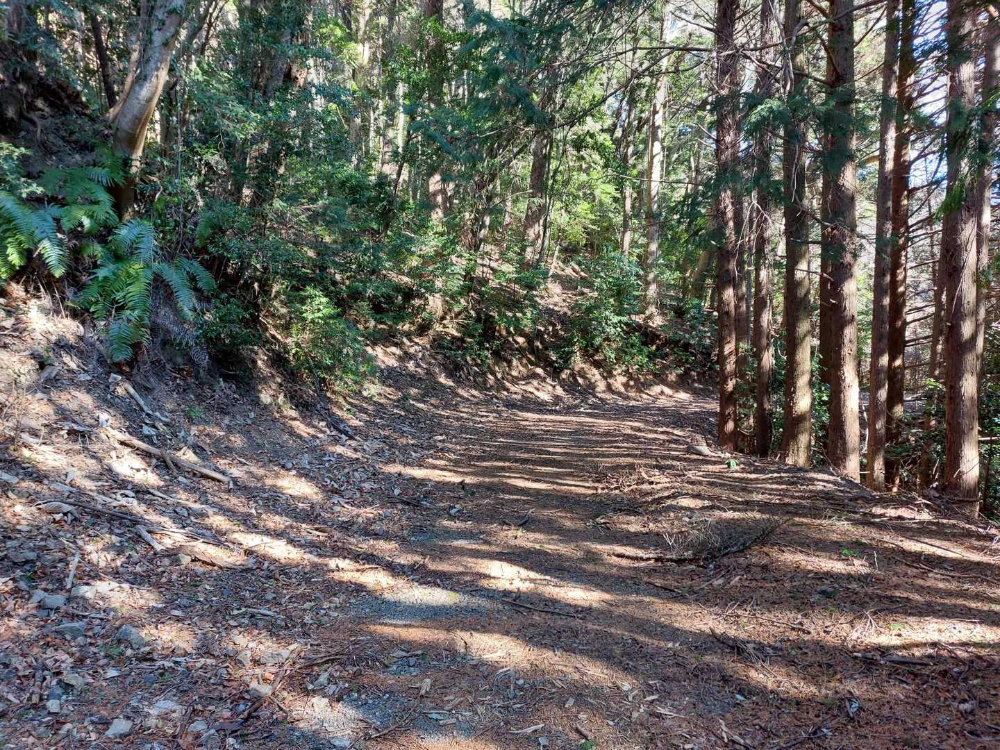 馬王平まで林道歩き