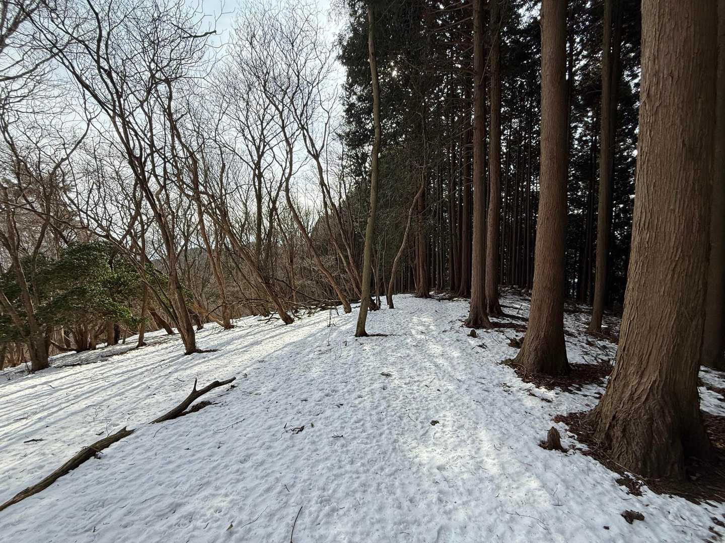正丸駅-ツツジ山-ぶな峠-飯盛山-飯盛峠-関八州見晴台-関 縦走コースの写真
