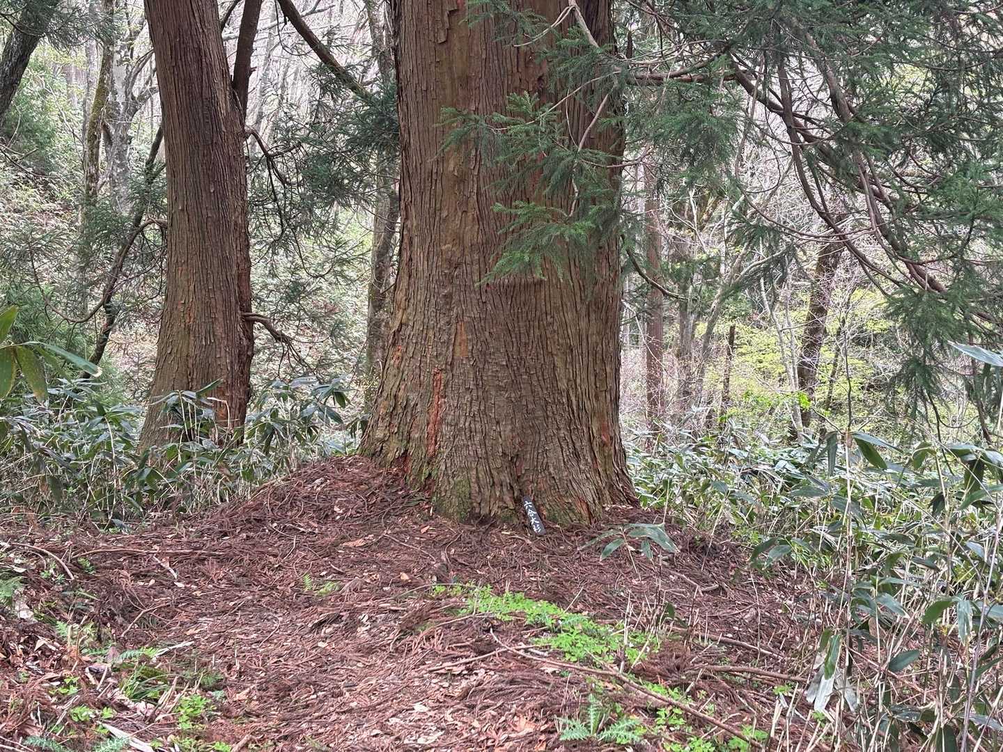六合大杉、名前付いてました