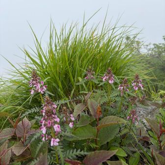 まずトマの耳。山頂標識のみの写真を撮り忘れたので後で戻ってきた時に