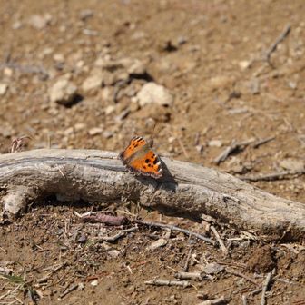 春の使者、ヒオドシチョウが沢山飛んでいました