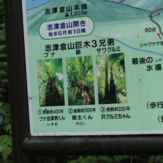 ３兄弟が見られるらしい　案内板あるかな？