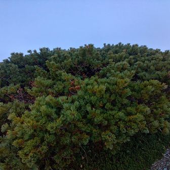 ⑤旭岳
多分、裏旭岳のピークと思われる…