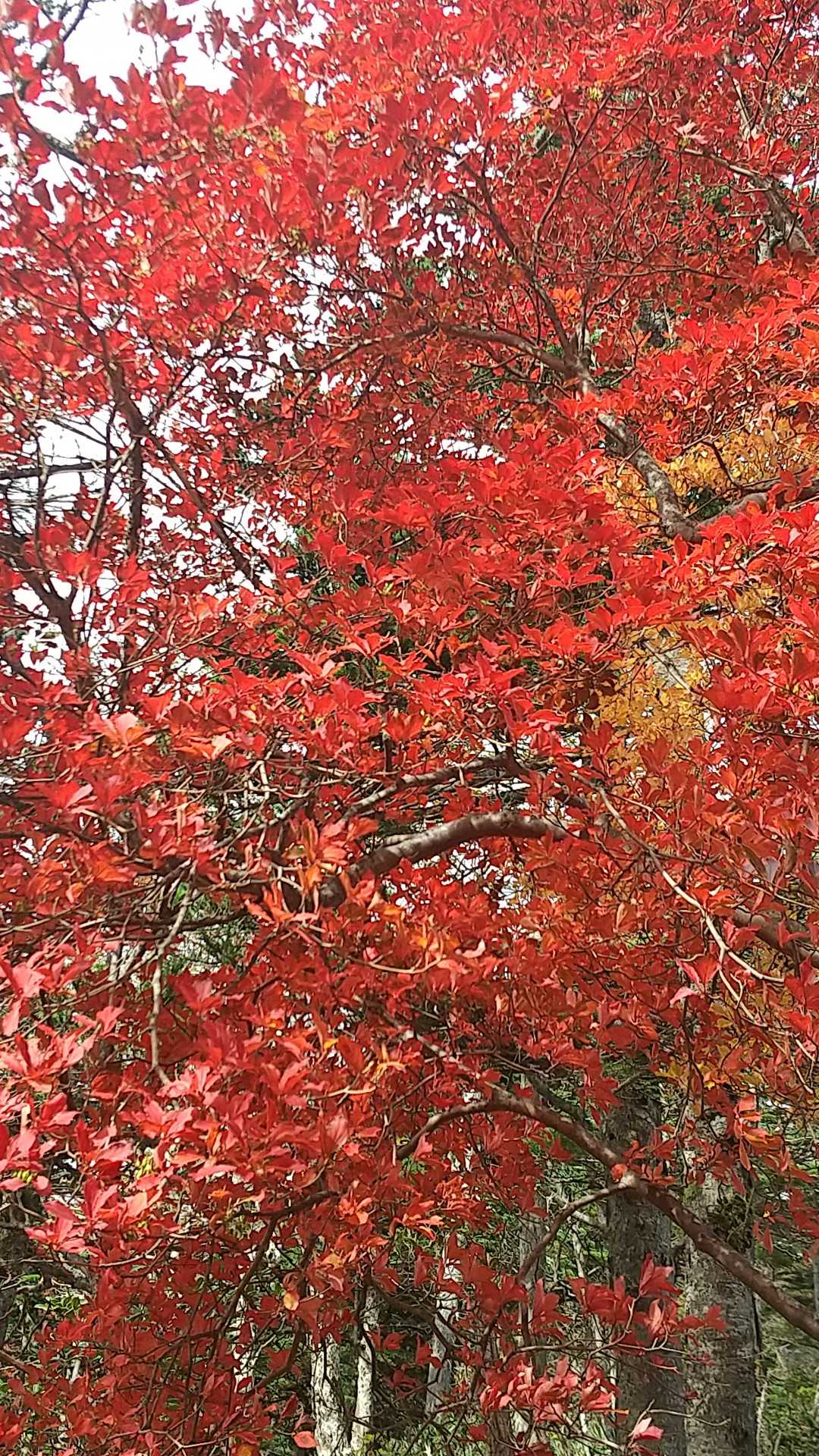 帰りも紅葉🍁