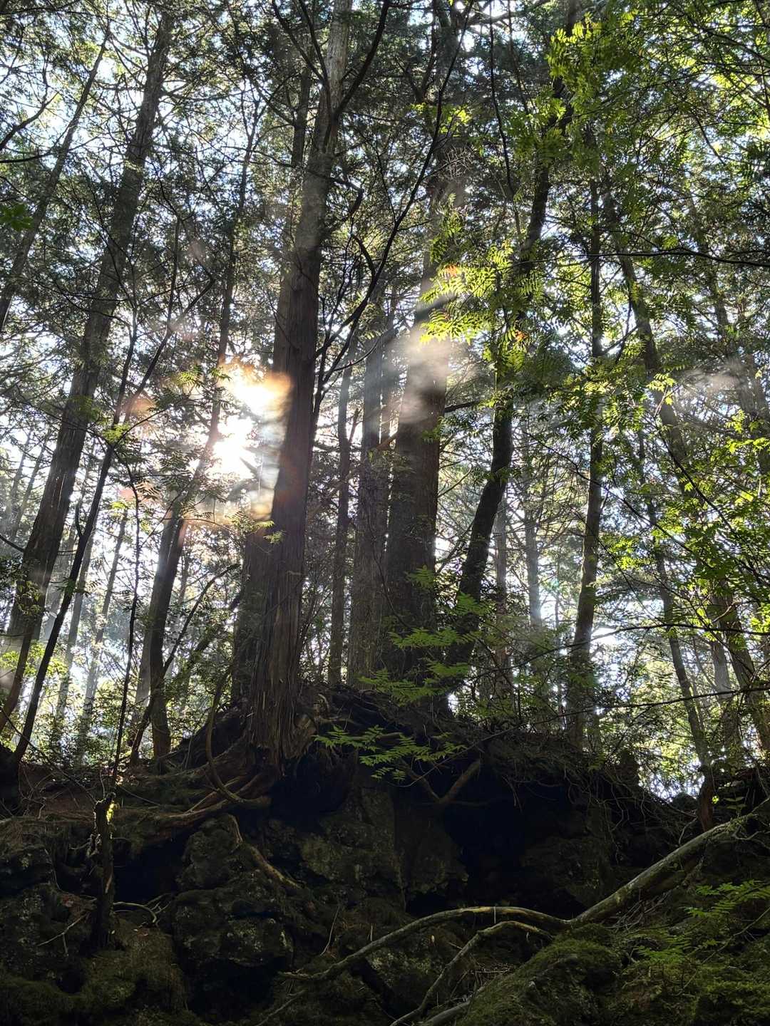 陽の光でモヤらしきものが動いていて風はないけど空気が動いているのが分かったよ。
目に見えるだけでなく全身で楽しむ⛰️