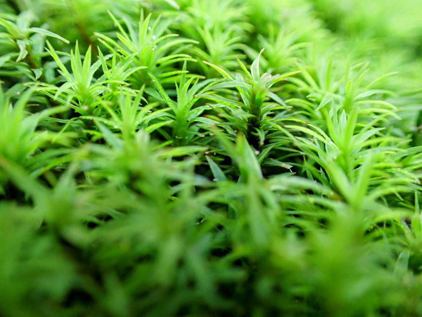 時間はたっぷりあるので、道中の苔をじっくり観察しながら下山