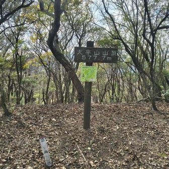 大平山とうちゃく！577.7m
座れそうなところがないので先のベンチを目指す
桜の木が多い