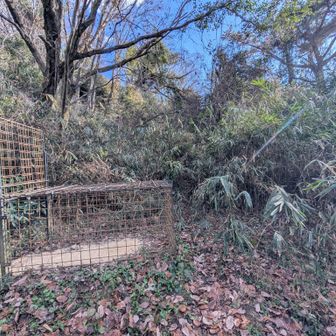 おりまで降りてきました
この檻は…🐗？
🐻ではないですよね😅