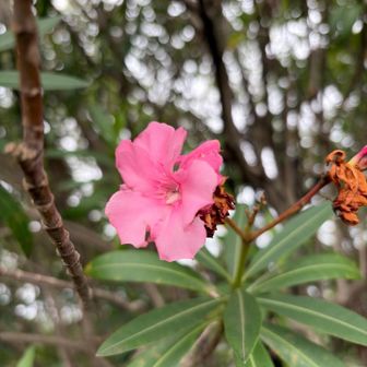 近接🌺