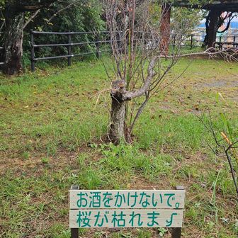 お酒かける人いる？