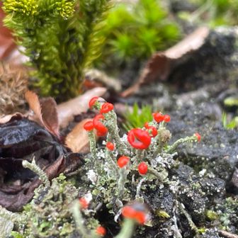 沢山ありました(∗ˊ꒵ˋ∗)

少し気分上がる⸌̷̻ ( ᷇๑ॢ˃̶͈̀ ꇴ ˂̶͈́๑ॢ) ⸌̷̻