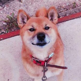 レイ︎︎・セフォー