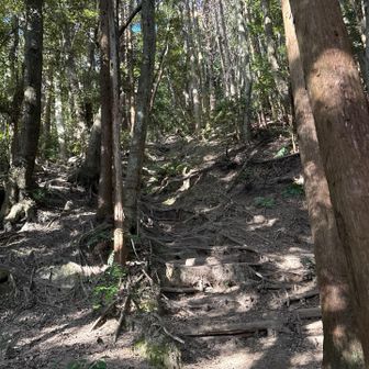 気の根っこの登山道