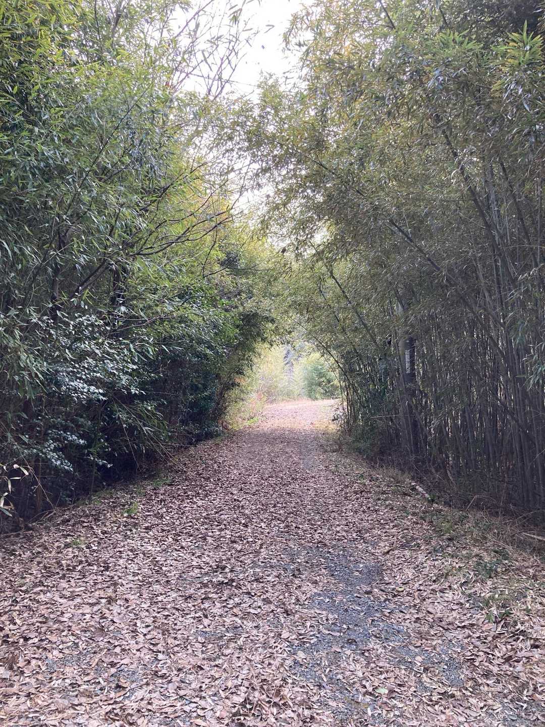 しばらくは作業道
