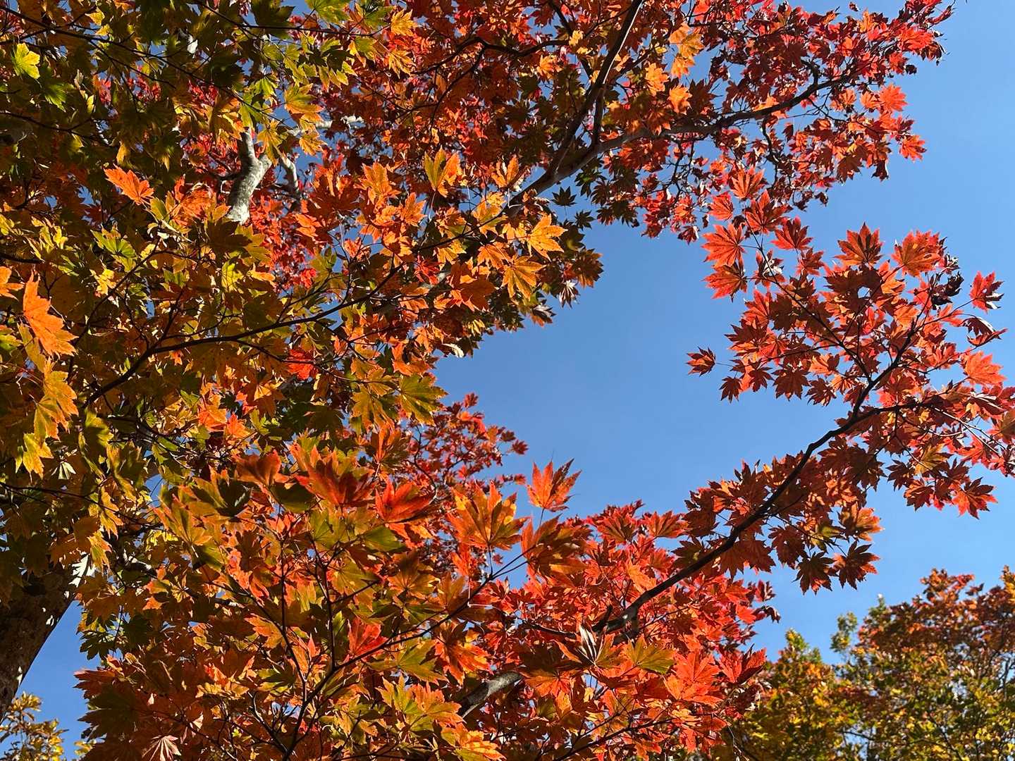 下界付近は紅葉が素晴らしいです。
