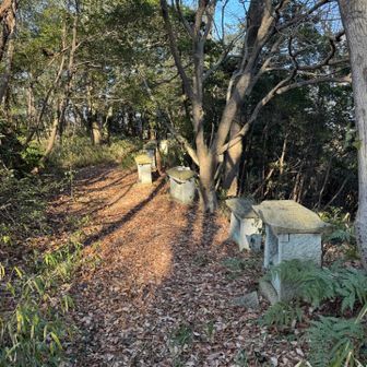 山頂付近は
四国八十八所巡りになっています🙏