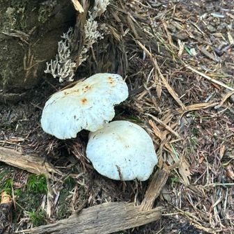 きのこ🍄‍🟫いろいろ