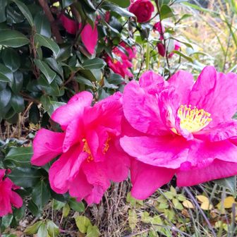 高指山の手前に椿？、サザンカ？が咲いてました🤗