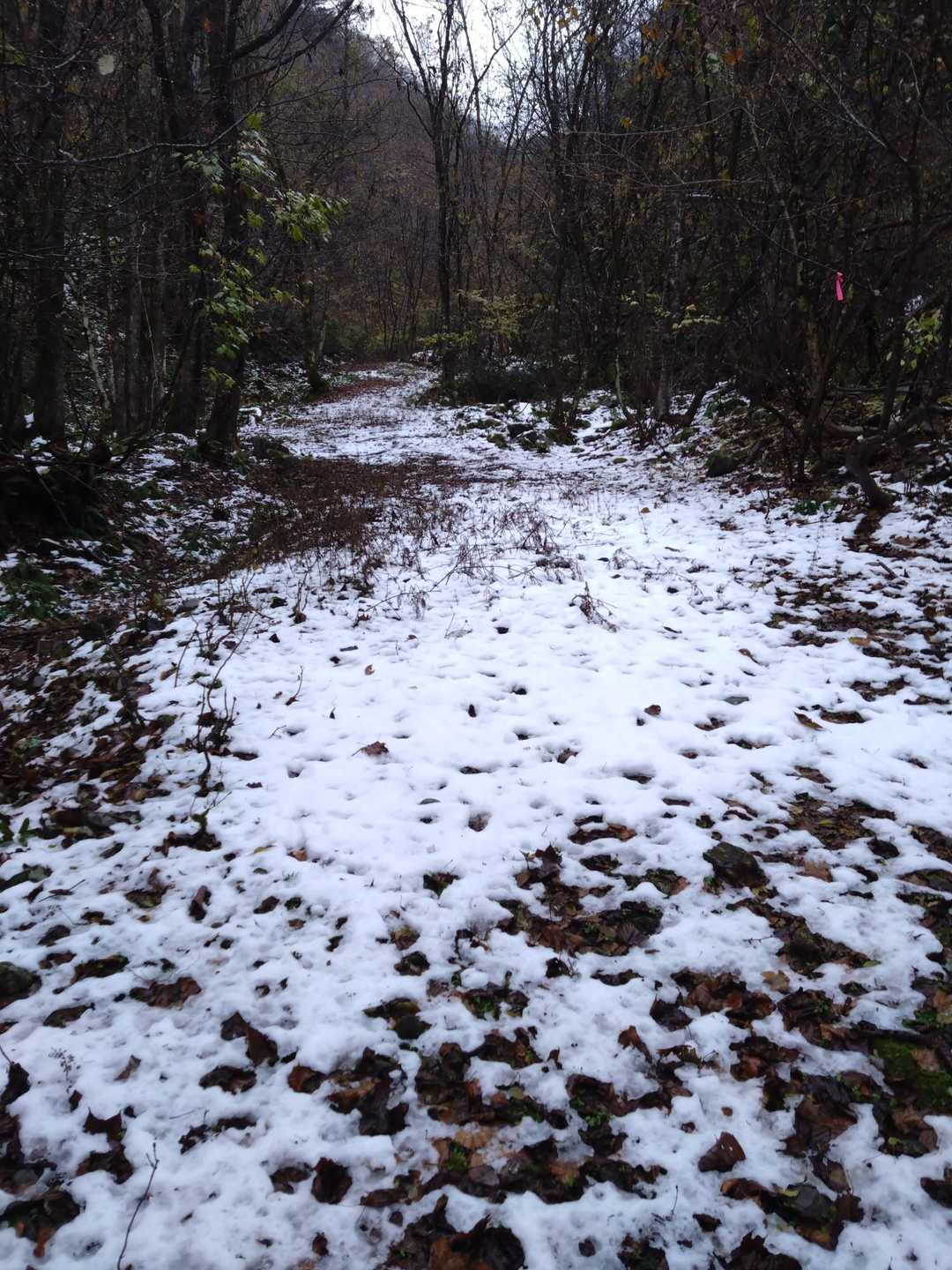 雪や〰️