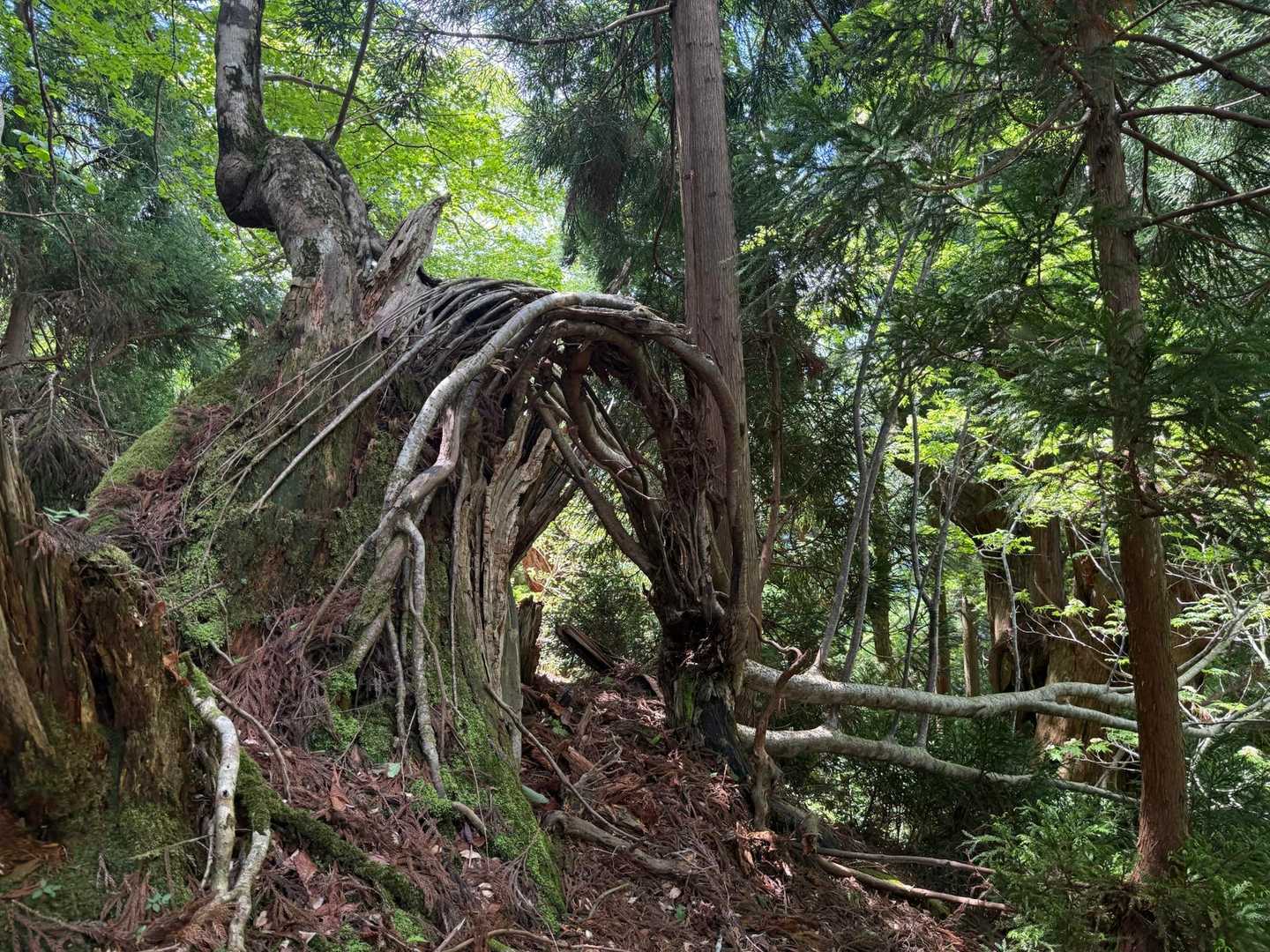 佐々里峠-雷杉-小野村割岳 往復コースの写真