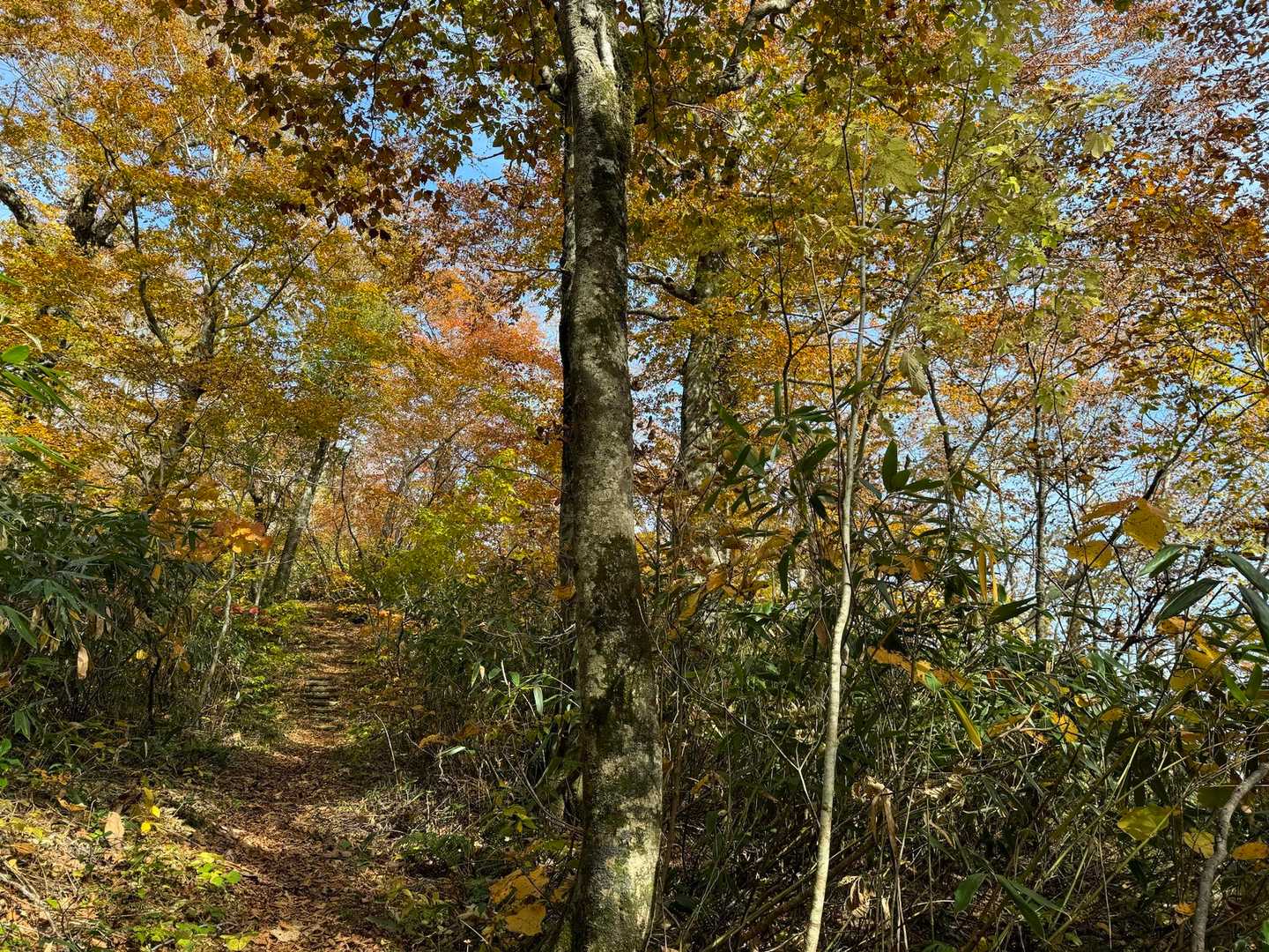 小岳-千手ブナ 周回コースの写真