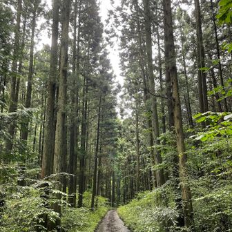 🎵 山へ行こう　次の日曜〜♪　昔みたいに雨が降れば　川底に沈む橋越えて〜🎶

♪ 胸まである草分けて　ぐんぐん進む背中を　追いかけていた〜　見失わないように♬

🎵 抱えられて渡った小川　今はひらり♪　飛び越えられる〜♬

一緒に行こうよ〜🎶　こくわの実　また採ってね♪
かなり　たよれるナビゲーターになるよ〜🎵

☀️ 晴れたらいいね♪　晴れたらいいね♪　晴れたらいいね〜🎶

ひとりドリカム熱唱中🎤🎶😊