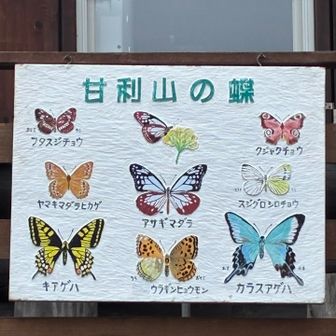 アサギマダラも来るの？
キアゲハがペットボトルにとまったの😆✨