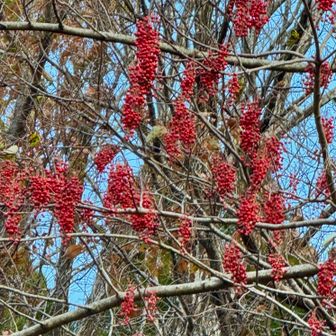 イイキリ(飯桐)の実

【名前の由来】
・葉っぱが大きくご飯を包んだことから。
・桐の代わりに使われた木であることから。

実は生食出来るとの事ですが、苦くて甘くないそうです😵