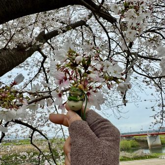 無事カエル君も桜と記念撮影🤳