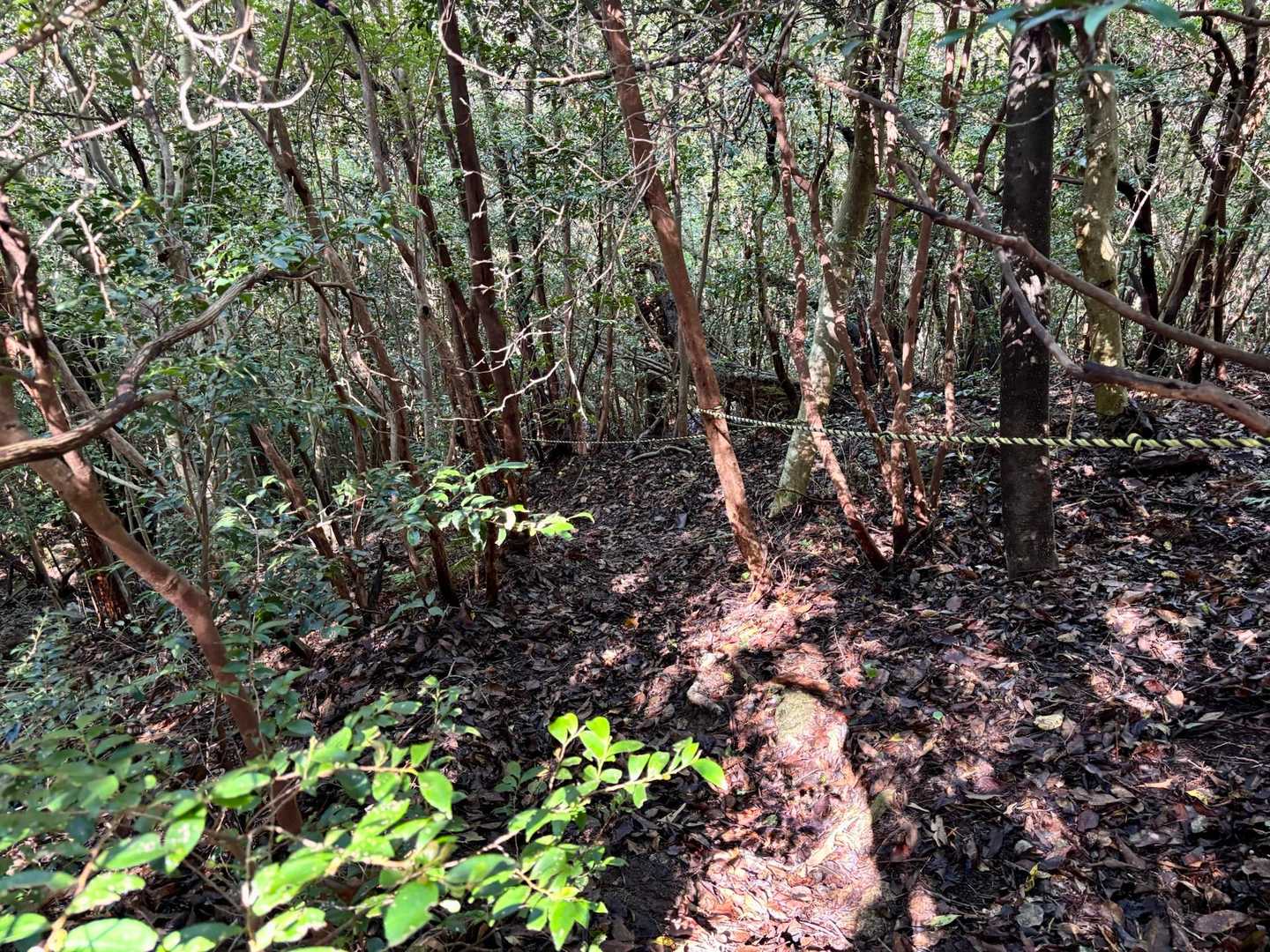 鷲ケ嶽までは急登が多い
急な下りもあり、ロープがありがてぇ