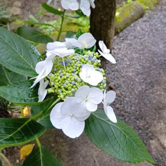 しろ