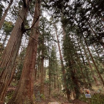 花粉症の人は大変
