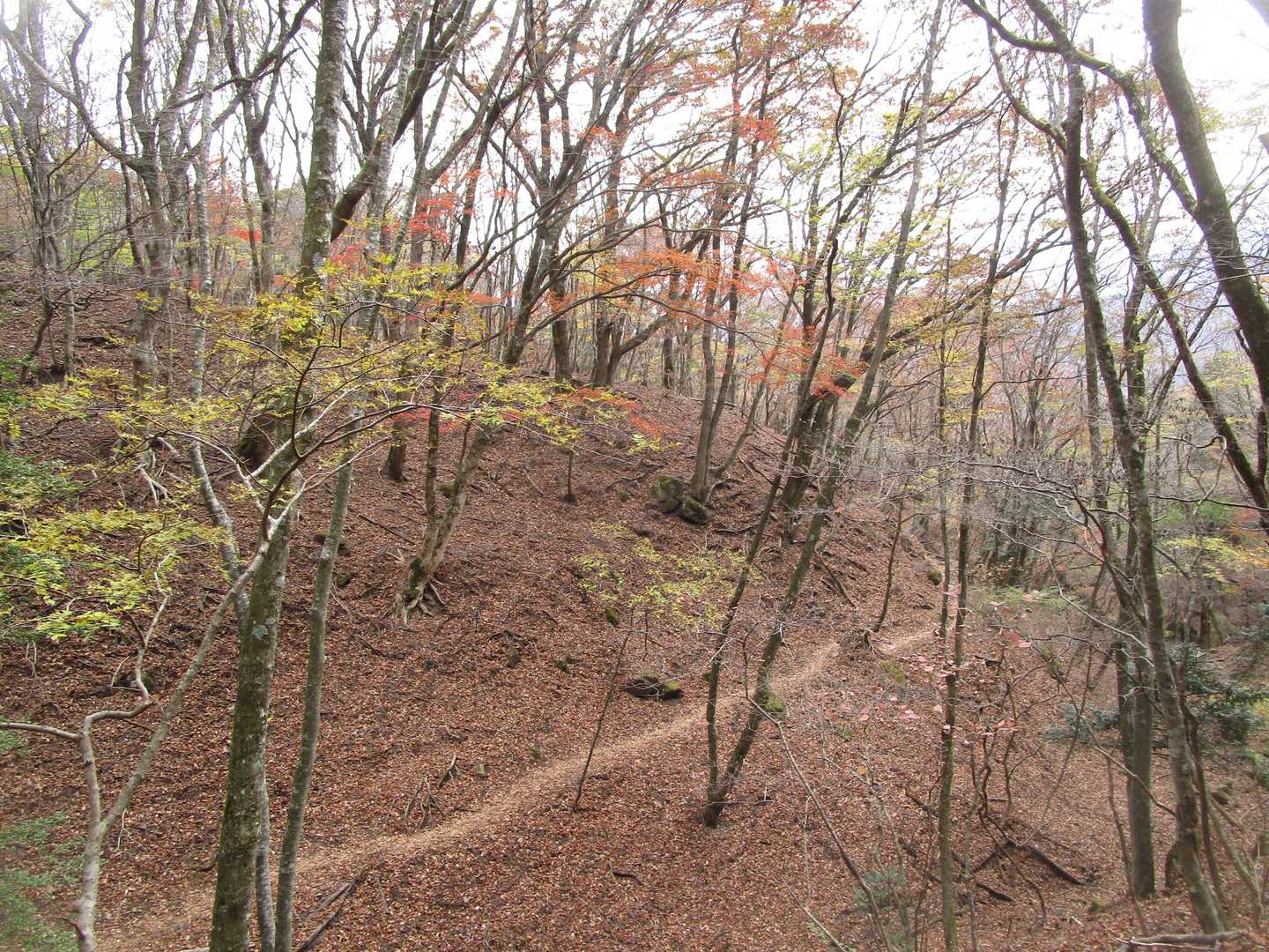 登山道の樹々はもうほとんど葉が散ってしまってた…おかげで落葉の絨毯がきれいでした～