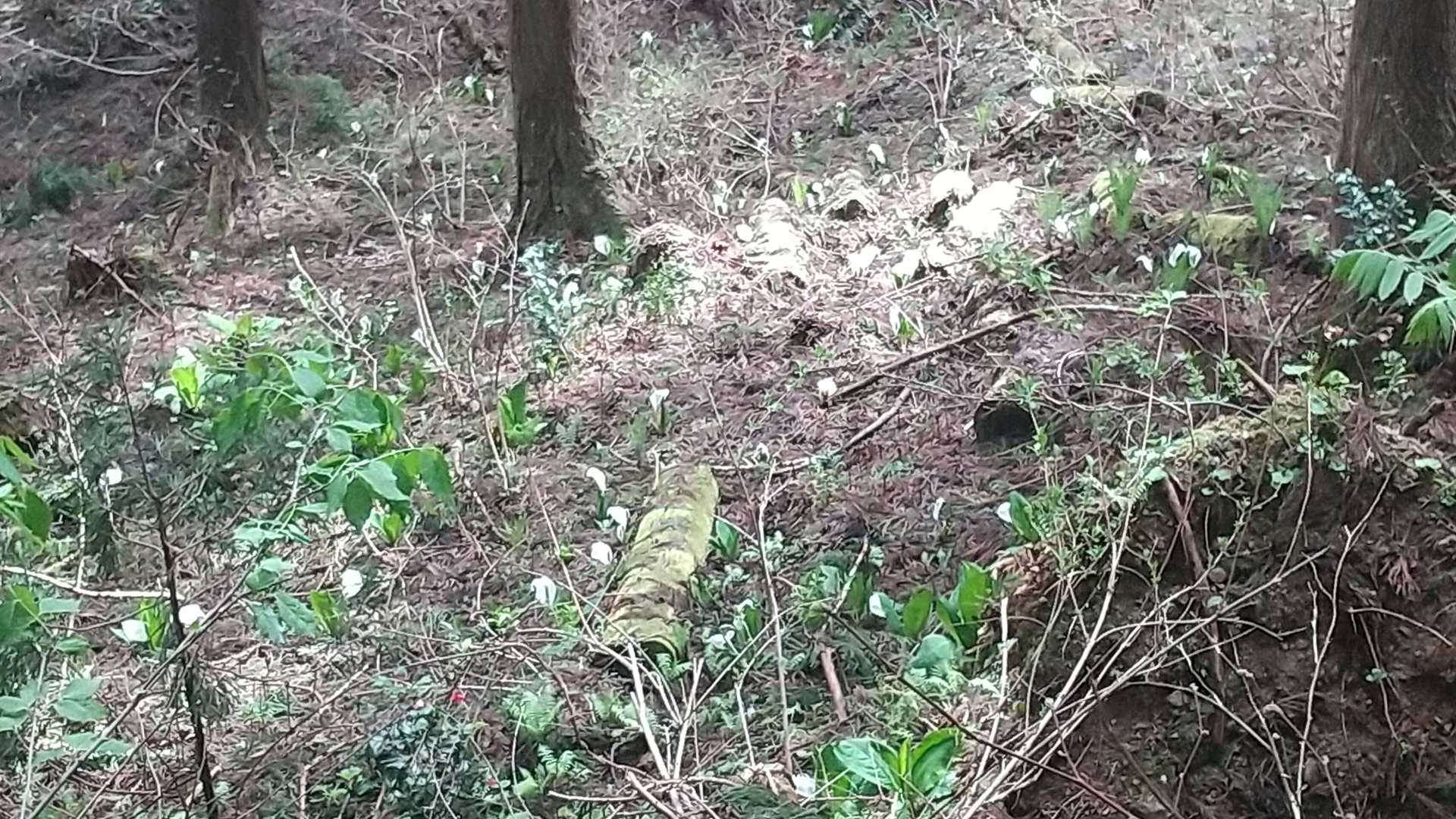 登山道の左側谷には水芭蕉？が群生✨
柄にもなく花を撮影(笑)