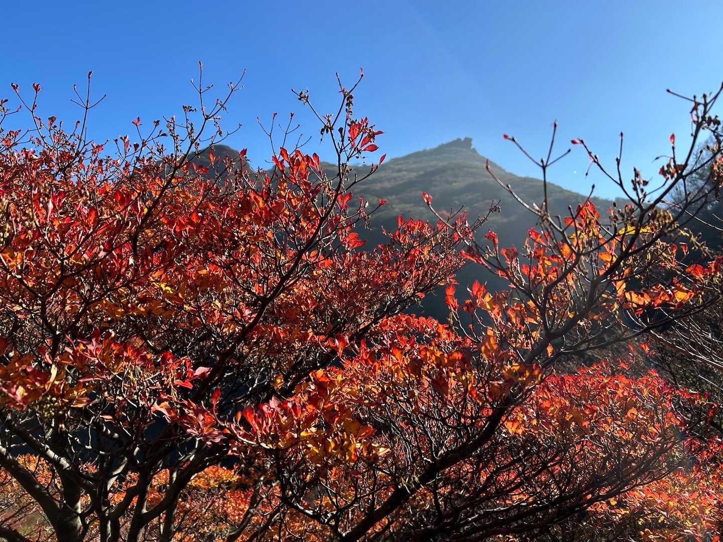 紅葉🍁と普賢岳TOP