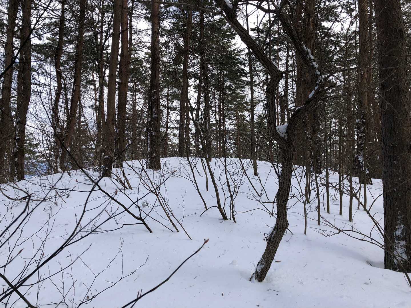 特に見所なく大森山に到着、眺望もなし😞