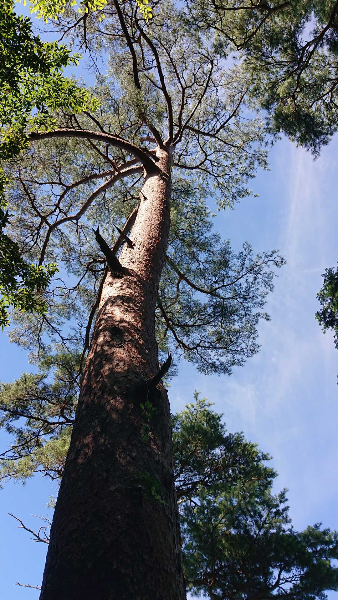 立派な🌳松がありました
でもココじゃないです