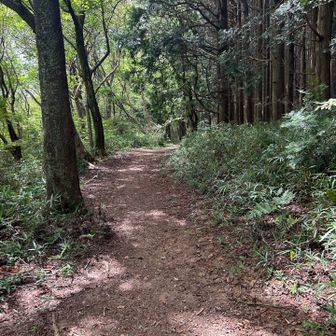 この先からずっとアブがまとわりついてきて急坂の写真が一切撮れませんでした😭